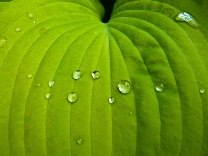 Hoja con gotas de agua